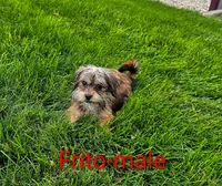 Frito, a male Shorkie for sale in Rock Valley, IA – 2 of 10