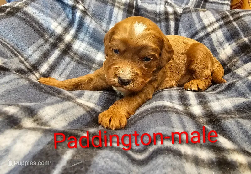 Paddington  – Miniature Goldendoodle puppy for sale in Rock Valley, IA