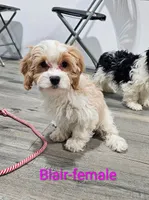Blair, a female Cavachon for sale in Rock Valley, IA – Photo 1 of 8
