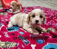 processed/37a7b8d0-ded4-4e9b-a3a8-fb85d0e7f857/listing/2e5114e6-ecd6-4fc3-9b22-d04263154a0f/b5126b18-ebfb-4ff5-ab5d-9f257c66195c