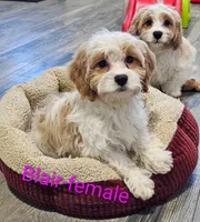 Blair, a female Cavachon for sale in Rock Valley, IA – Photo 2 of 8