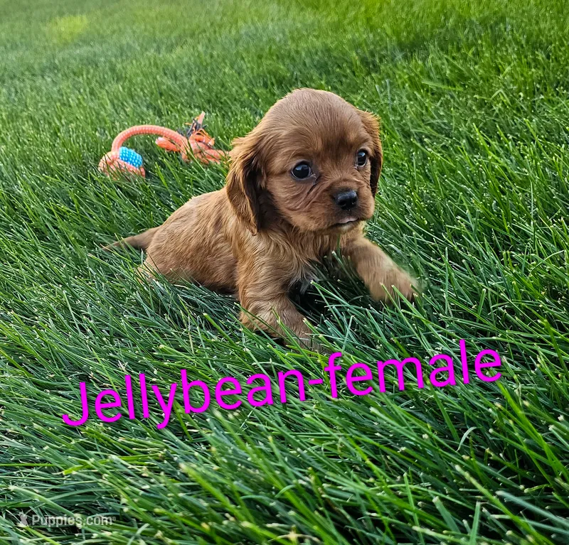 Jellybean – Cavalier King Charles Spaniel puppy for sale in Rock Valley, IA