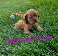 Jellybean, a female Cavalier King Charles Spaniel for sale in Rock Valley, IA – 2 of 4