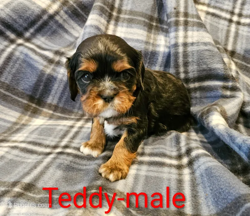 Teddy – Cavalier King Charles Spaniel puppy for sale in Rock Valley, IA