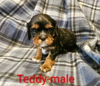 Teddy, a male Cavalier King Charles Spaniel for sale in Rock Valley, IA – 1 of 1