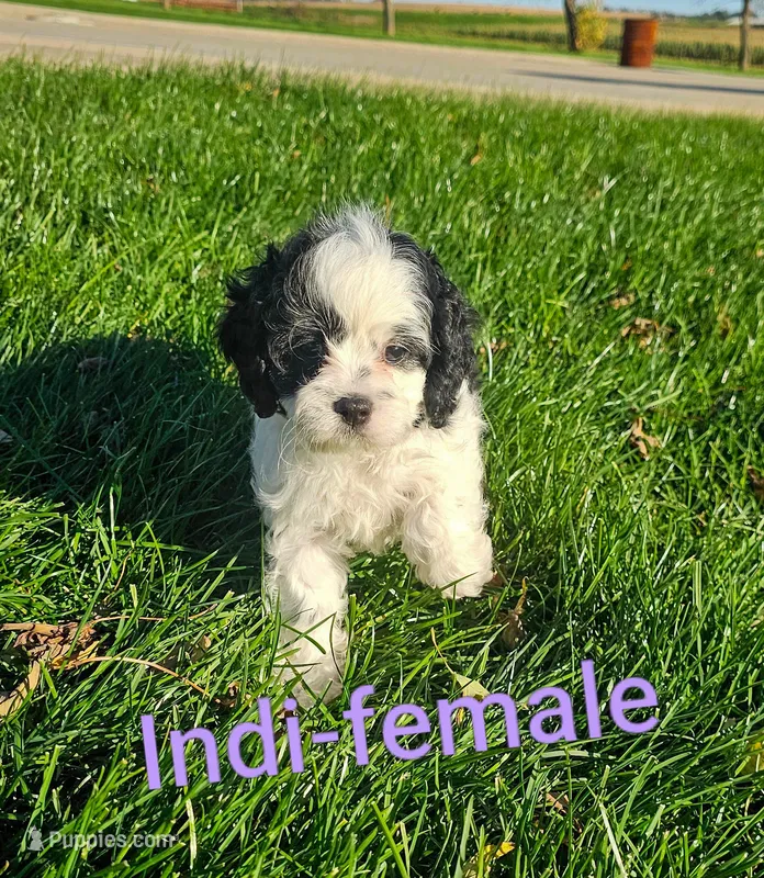 Indi – Cavapoo puppy for sale in Rock Valley, IA