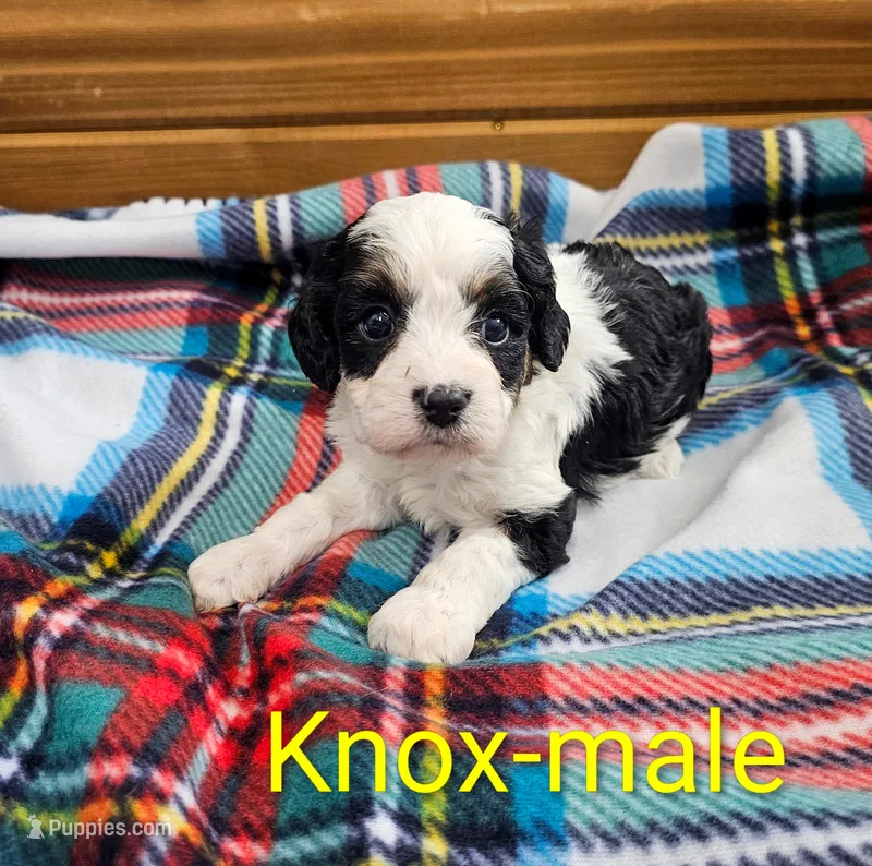 Knox – Cavapoo puppy for sale in Rock Valley, IA