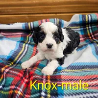 Knox, a male Cavapoo for sale in Rock Valley, IA – 3 of 4