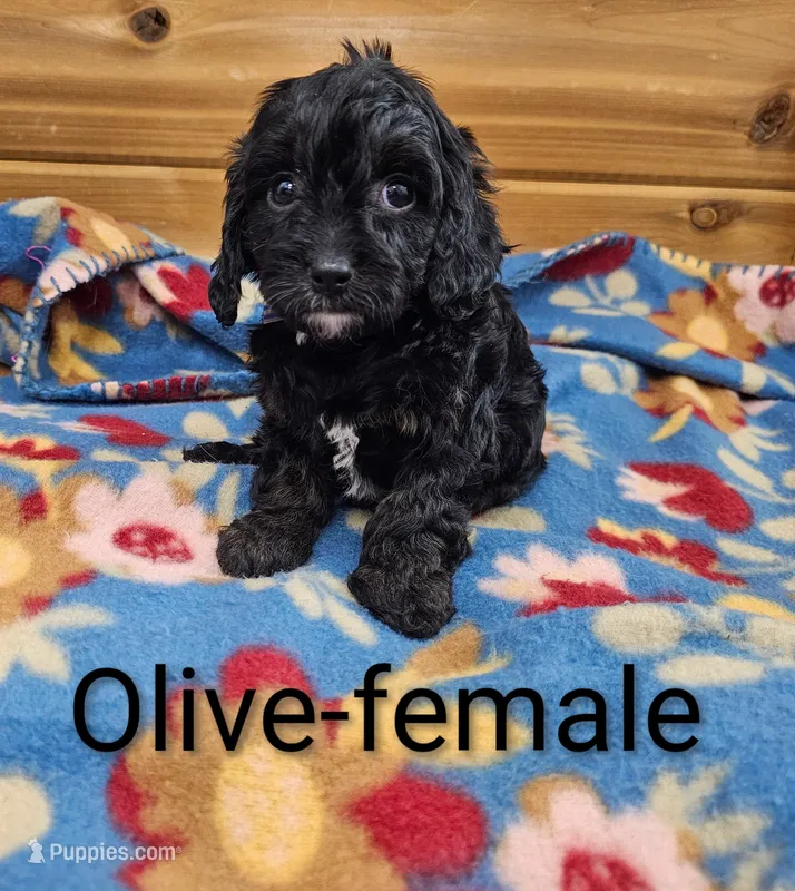 Olive – Cavapoo puppy for sale in Rock Valley, IA