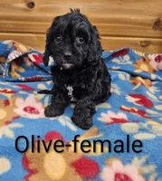 Olive, a female Cavapoo for sale in Rock Valley, IA – 3 of 4