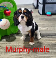 Murphy, a male Cavalier King Charles Spaniel for sale in Rock Valley, IA – 1 of 7