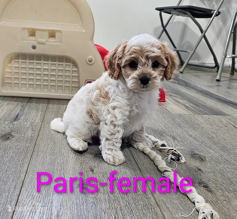 Paris – Cavapoo puppy for sale in Rock Valley, IA