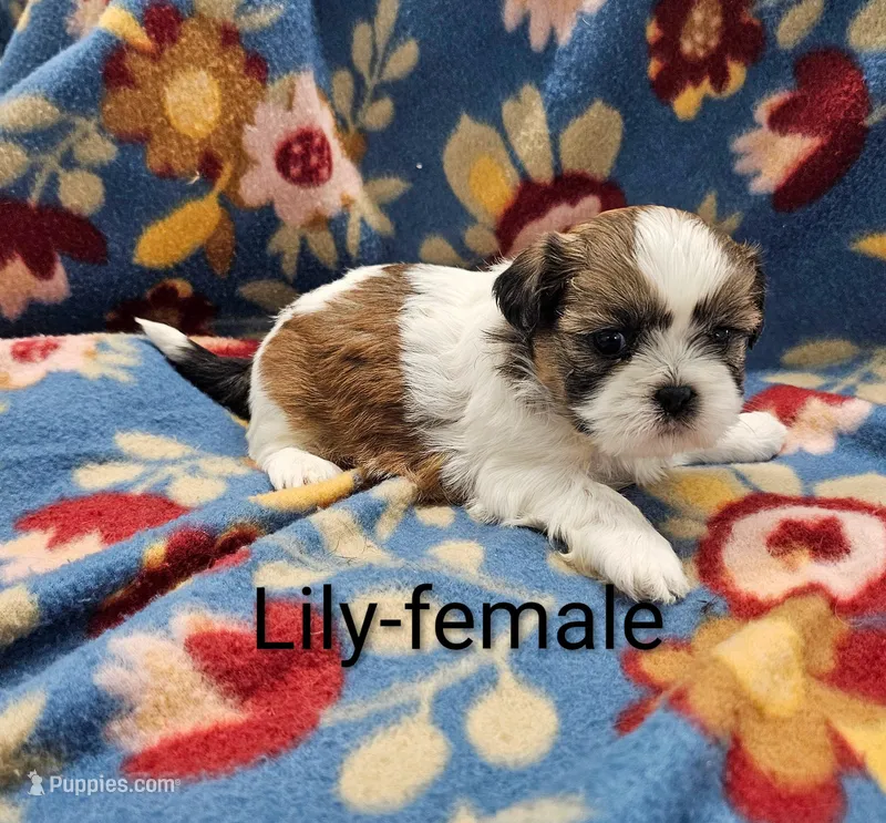 Lily – Shih Tzu puppy for sale in Rock Valley, IA