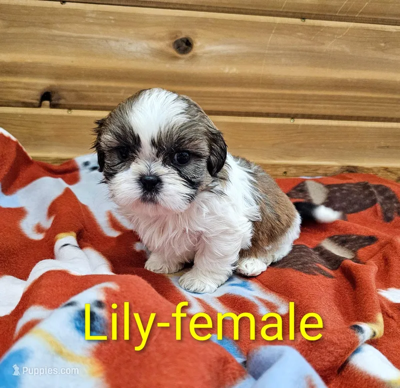 Lily – Shih Tzu puppy for sale in Rock Valley, IA