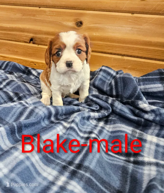 Blake  – Cavalier King Charles Spaniel puppy for sale in Rock Valley, IA
