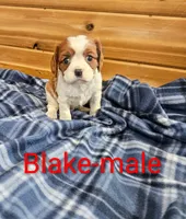 Blake , a male Cavalier King Charles Spaniel for sale in Rock Valley, IA – 1 of 1