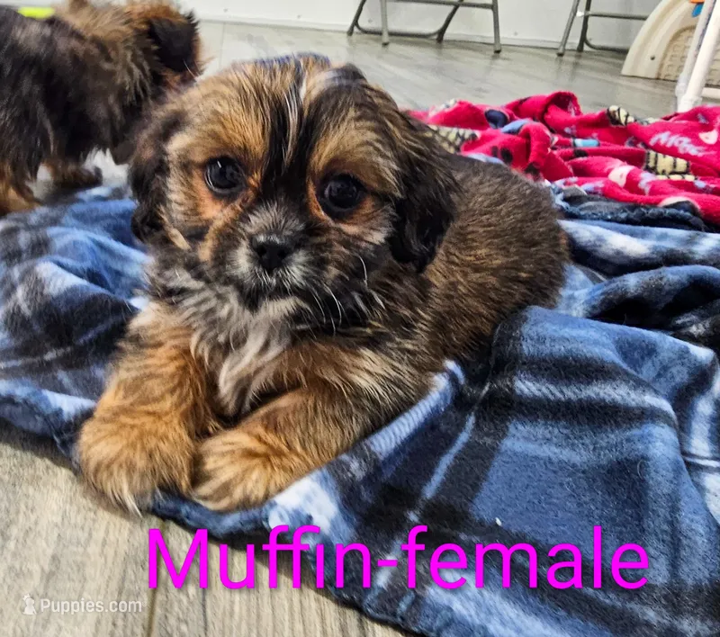 Muffin – Shorkie puppy for sale in Rock Valley, IA