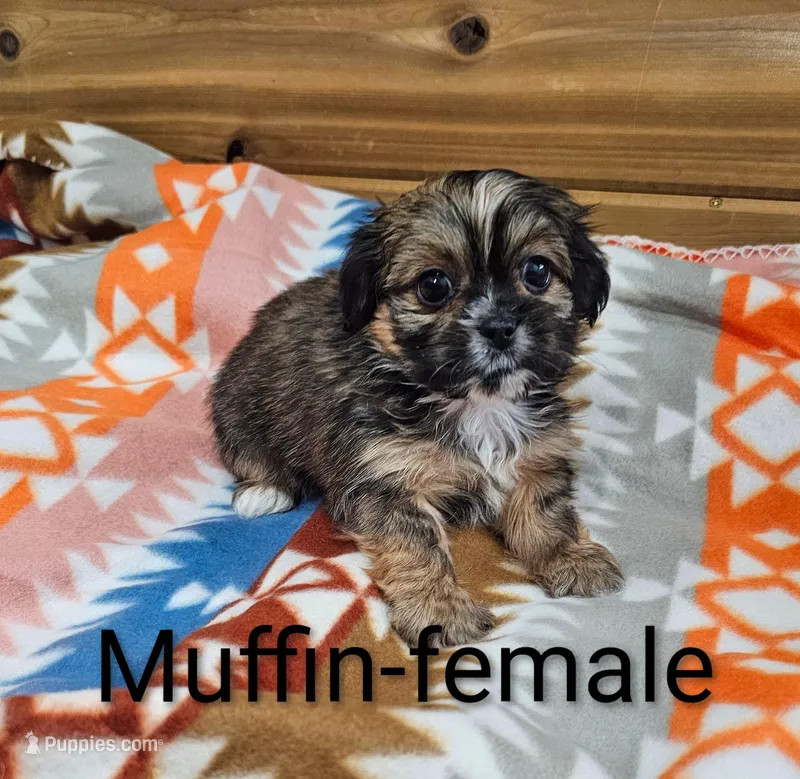 Muffin – Shorkie puppy for sale in Rock Valley, IA