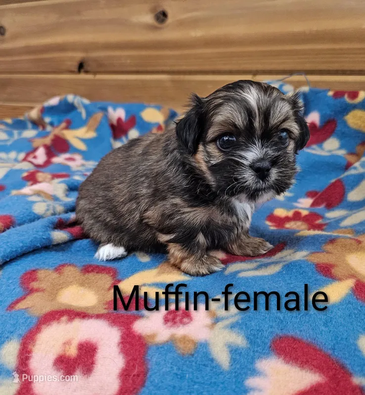 Muffin – Shorkie puppy for sale in Rock Valley, IA