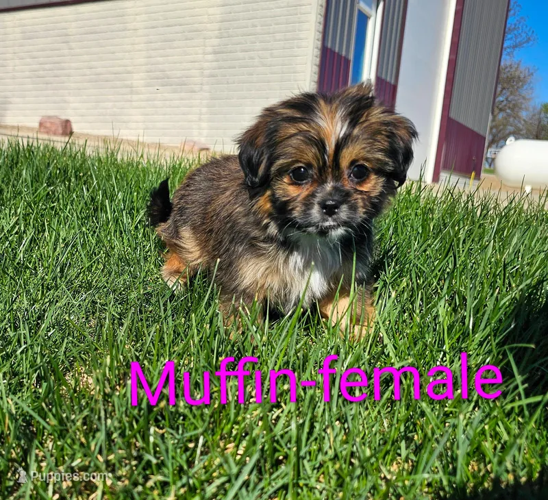 Muffin – Shorkie puppy on hold in Rock Valley, IA