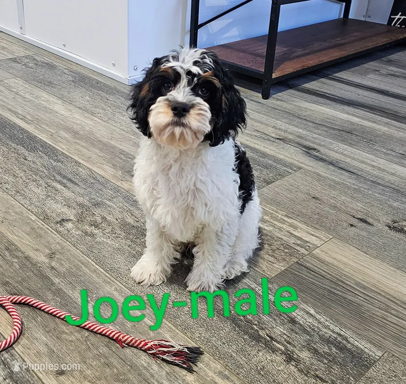 Joey – Cavapoo puppy for sale in Rock Valley, IA