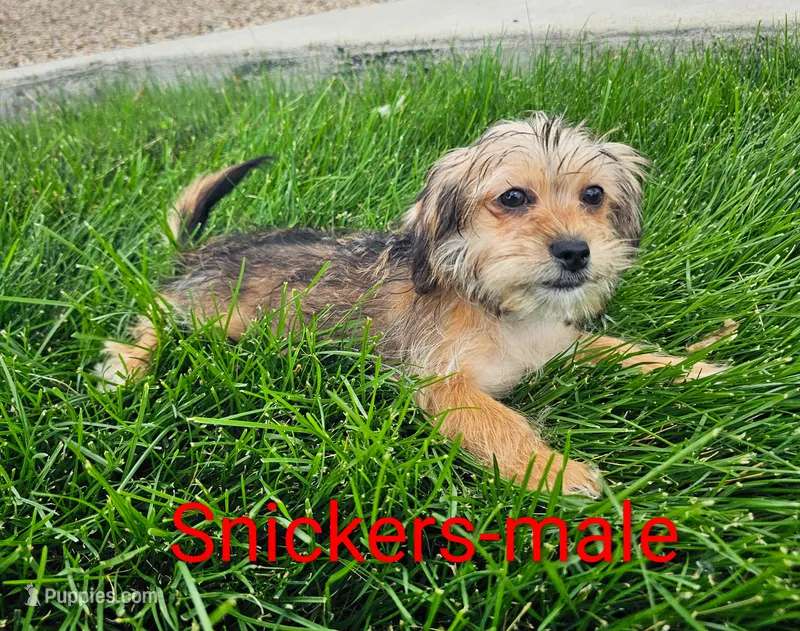 Snickers – Shorkie puppy for sale in Rock Valley, IA