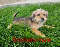 Snickers, a male Shorkie for sale in Rock Valley, IA – 1 of 7