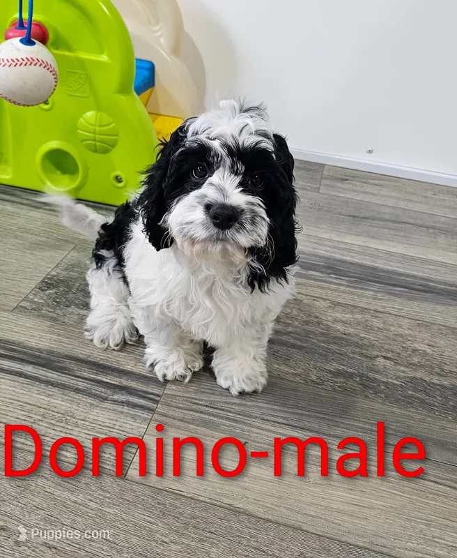 Domino – Cavapoo puppy for sale in Rock Valley, IA