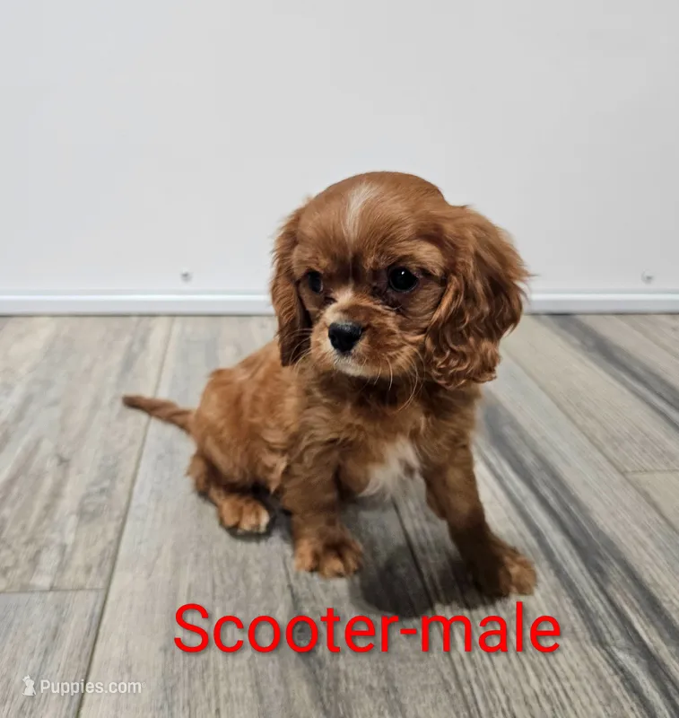 Scooter