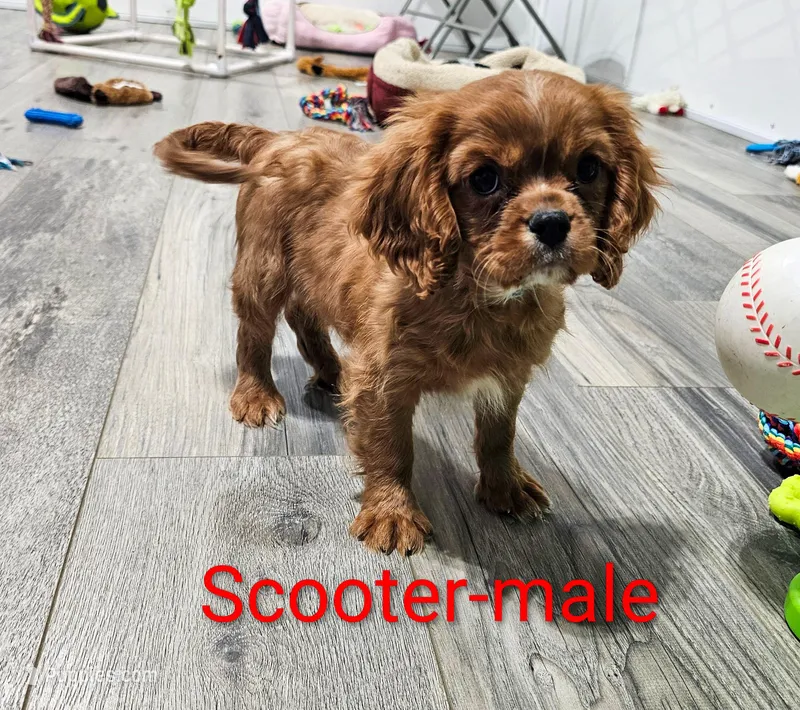 Scooter