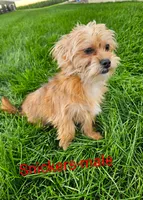 Snickers, a male Shorkie for sale in Rock Valley, IA – 4 of 4