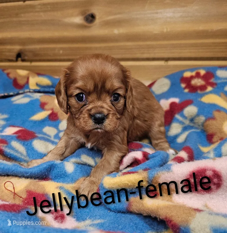 Jellybean – Cavalier King Charles Spaniel puppy for sale in Rock Valley, IA