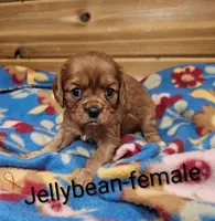 Jellybean, a female Cavalier King Charles Spaniel for sale in Rock Valley, IA – 1 of 1