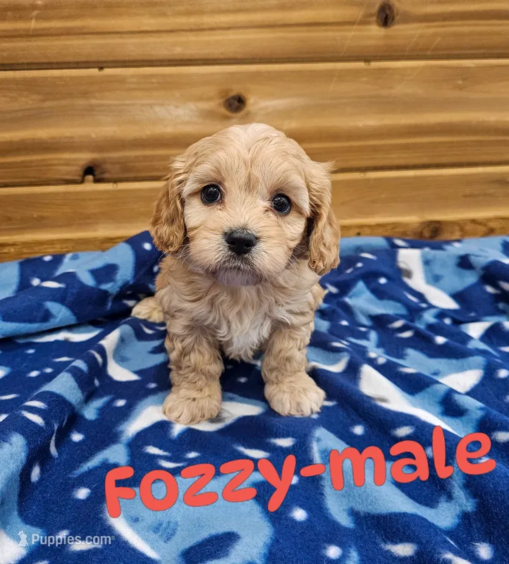 Fozzy – Cavachon puppy for sale in Rock Valley, IA