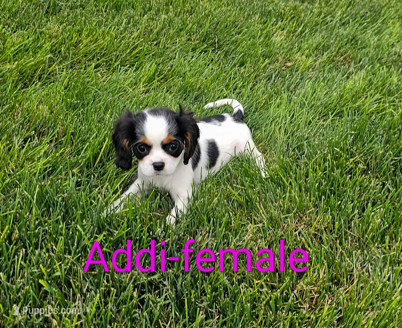 Addi – Cavalier King Charles Spaniel puppy for sale in Rock Valley, IA