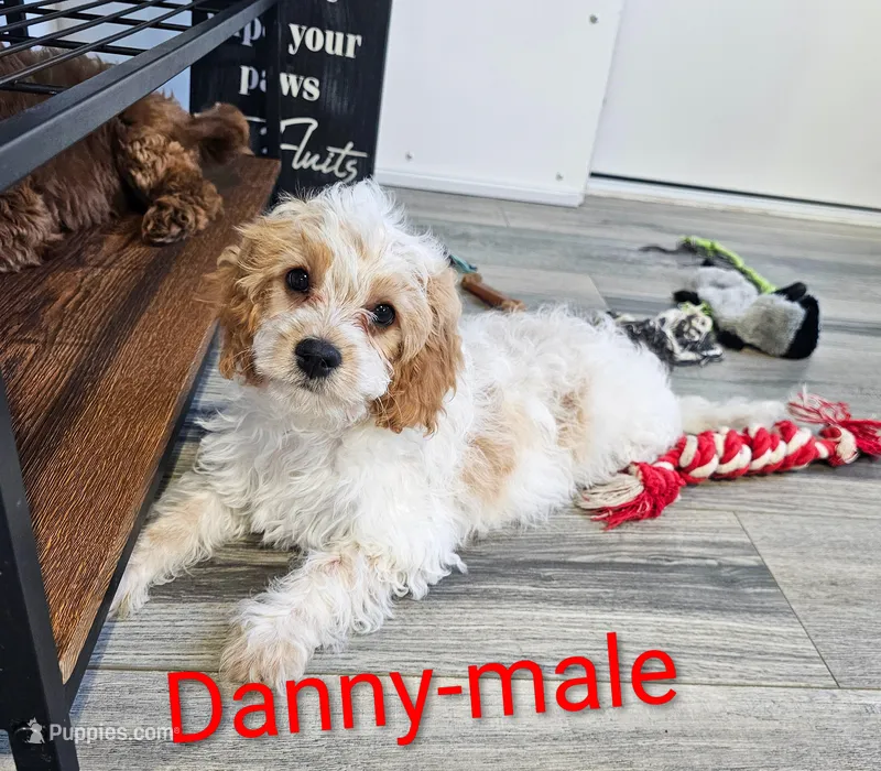 Danny – Cavapoo puppy for sale in Rock Valley, IA
