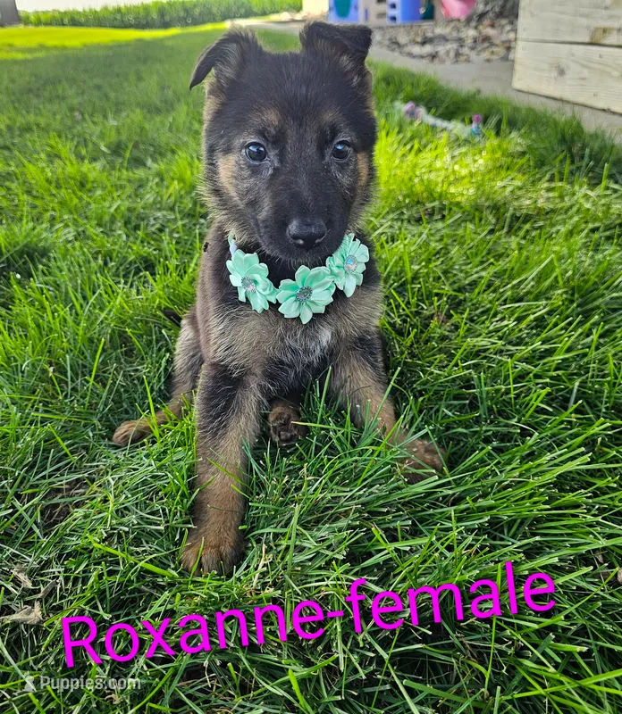 Roxanne – German Shepherd Dog puppy for sale in Rock Valley, IA