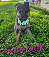Roxanne, a female German Shepherd Dog for sale in Rock Valley, IA – 1 of 2