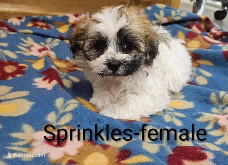 Sprinkles
