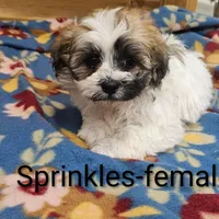 Sprinkles, a female Shichon for sale in Rock Valley, IA – Photo 2 of 5