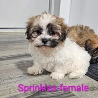 Sprinkles, a female Shichon for sale in Rock Valley, IA – Photo 1 of 5