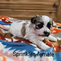 Sprinkles, a female Shichon for sale in Rock Valley, IA – Photo 4 of 5