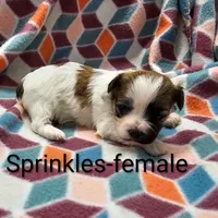 Sprinkles, a female Shichon for sale in Rock Valley, IA – Photo 5 of 5