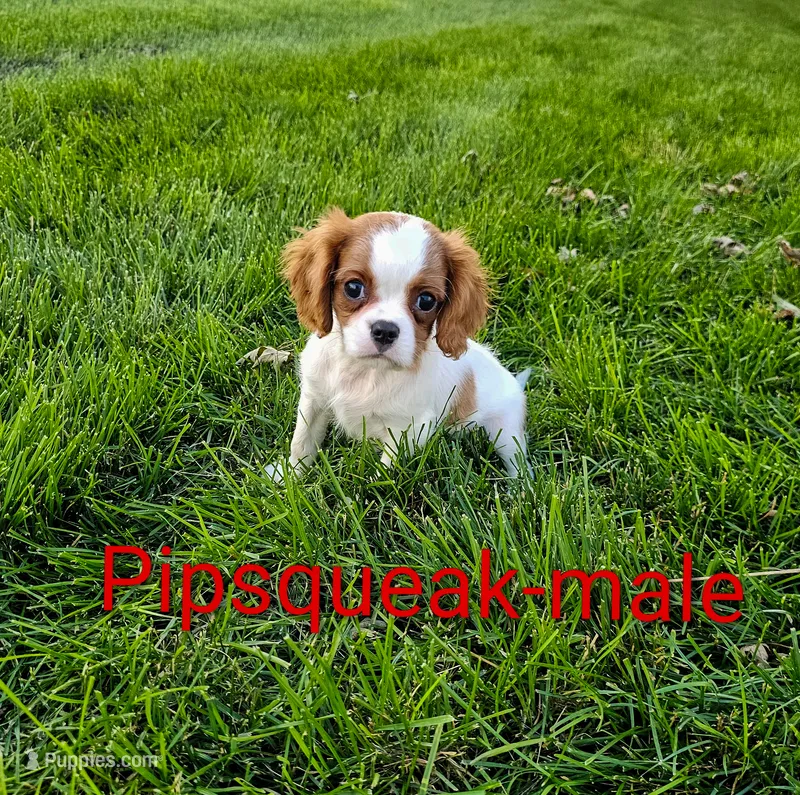 Pipsqueak – Cavalier King Charles Spaniel puppy for sale in Rock Valley, IA