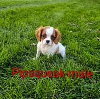 Pipsqueak, a male Cavalier King Charles Spaniel for sale in Rock Valley, IA – 1 of 4