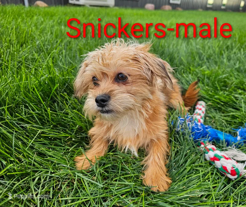 Snickers – Shorkie puppy for sale in Rock Valley, IA