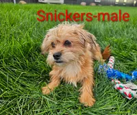 Snickers, a male Shorkie for sale in Rock Valley, IA – 2 of 4