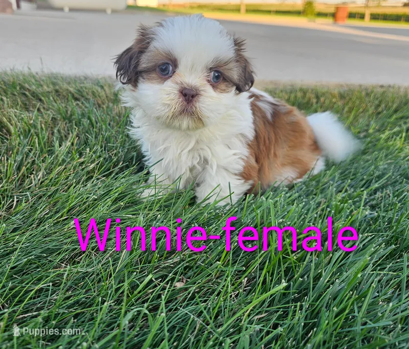 Winnie – Shih Tzu puppy for sale in Rock Valley, IA