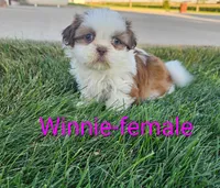 Winnie, a female Shih Tzu for sale in Rock Valley, IA – 1 of 1