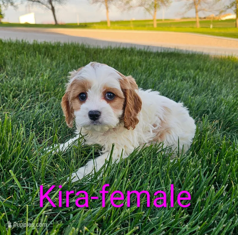 Kira – Cavapoo puppy for sale in Rock Valley, IA